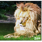 Zoo Rabenstein